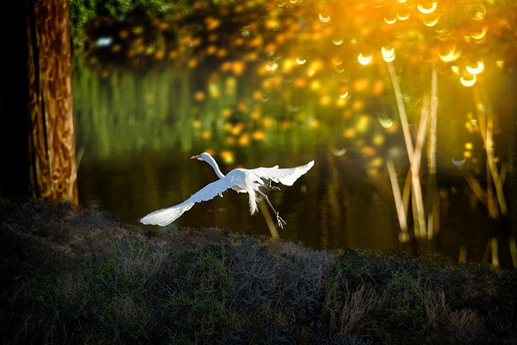 Egret - Stockton - Calaveras River Marsh area