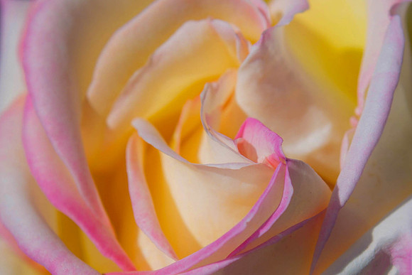 Peace Rose - World Peace Rose Garden - Stockton