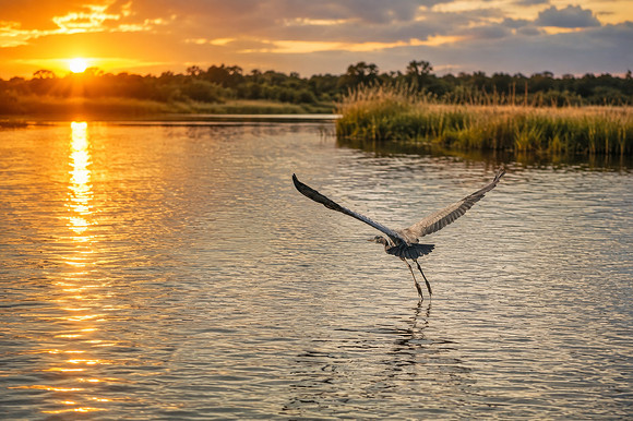 San Joaquin Delta