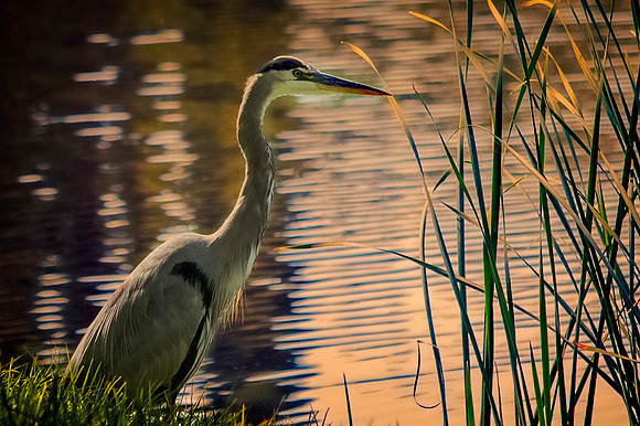 Heron - Calaveras River, Stockton