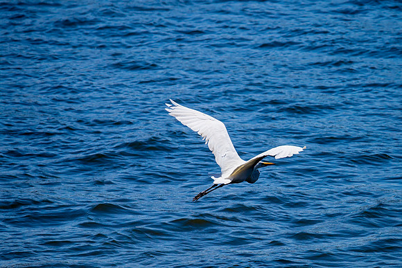 Egret, Calaveras River