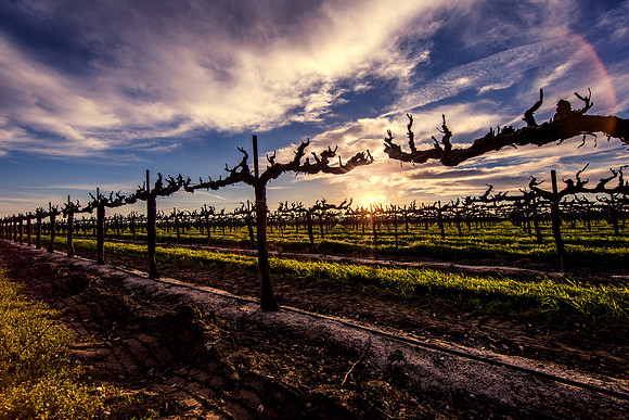 Lodi Vineyard