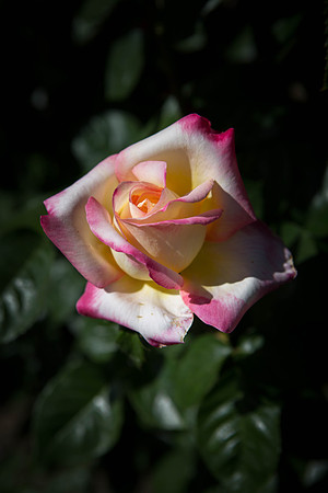 Love and Peace