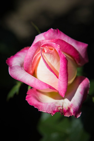Love and Peace