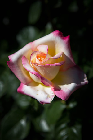 Love and Peace