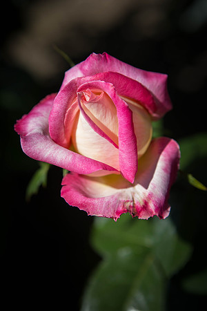 Love and Peace