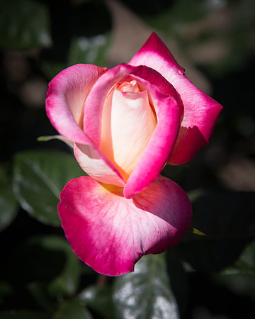 Love and Peace