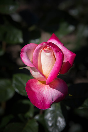 Love and Peace