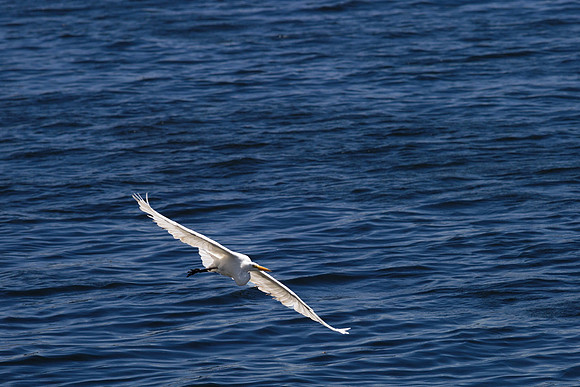 Egret, Calaveras River, Stockton