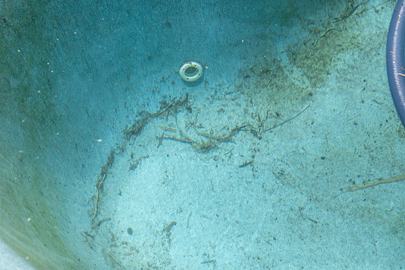 debris in pool
