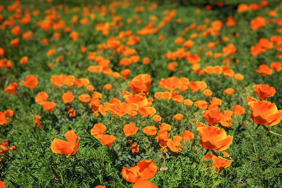California Poppies - Lodi