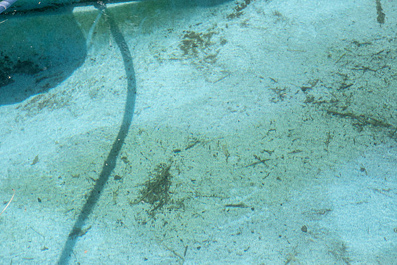 debris in pool