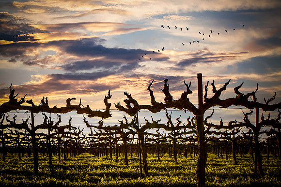 Lodi Vineyard