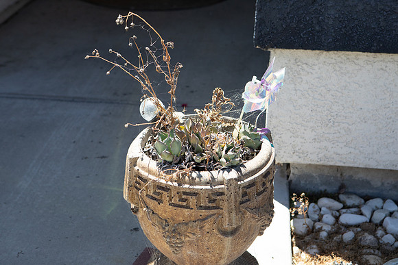 remove dead plant and toy