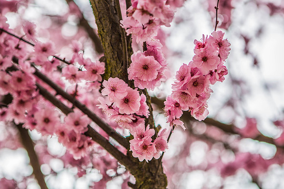 Blossoms - Lodi