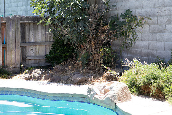 have all the dry weeds wacked off